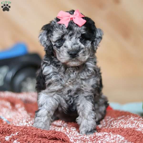 Caroline, Mini Bernedoodle Puppy